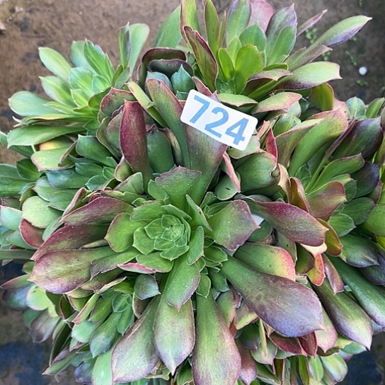 阿***莲多肉植物一个七彩724
