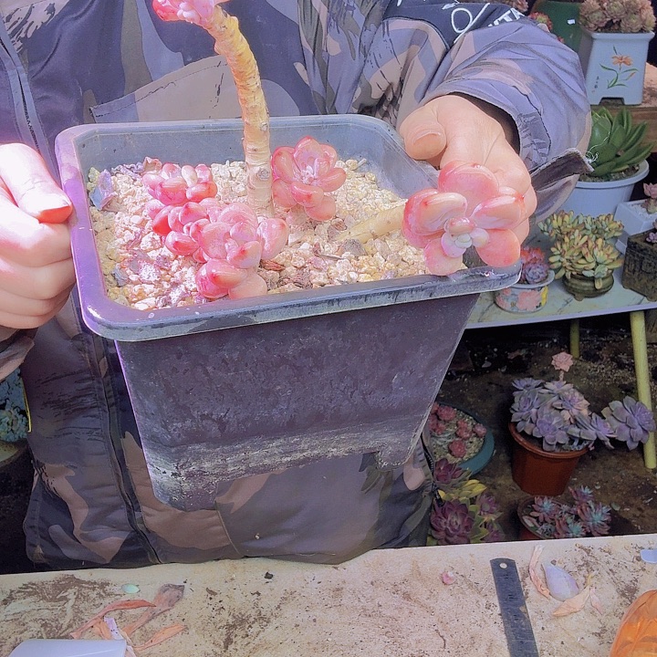 黎***晨福利多肉十元多肉植物