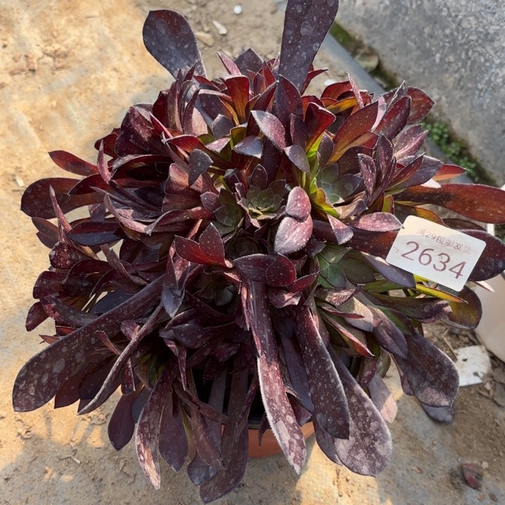 黑铜壶多肉法师2634