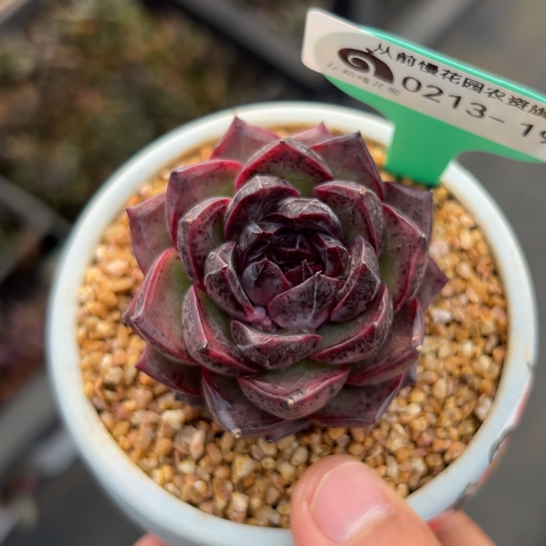 多肉一物一拍0213-192