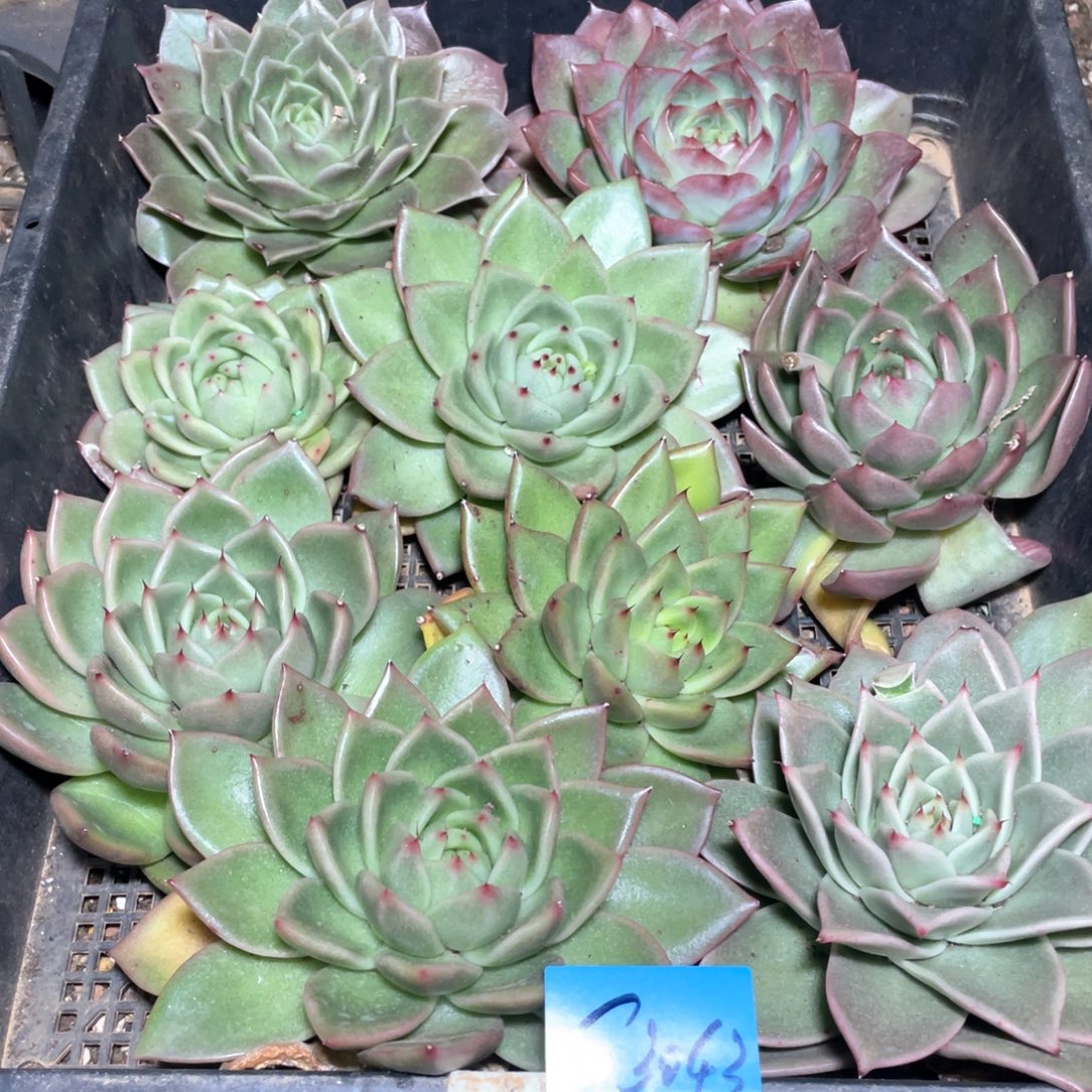 一筐特价福利不售后多肉3043