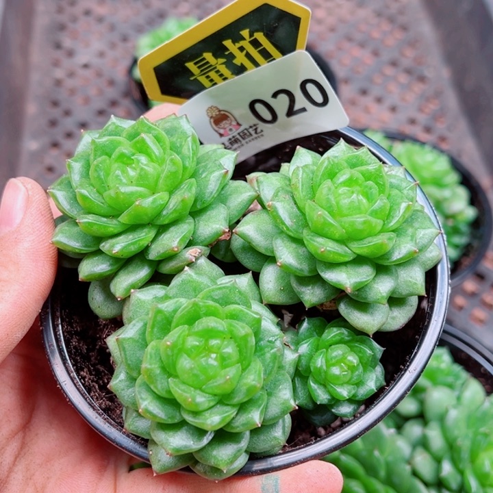 多肉植物多肉植物