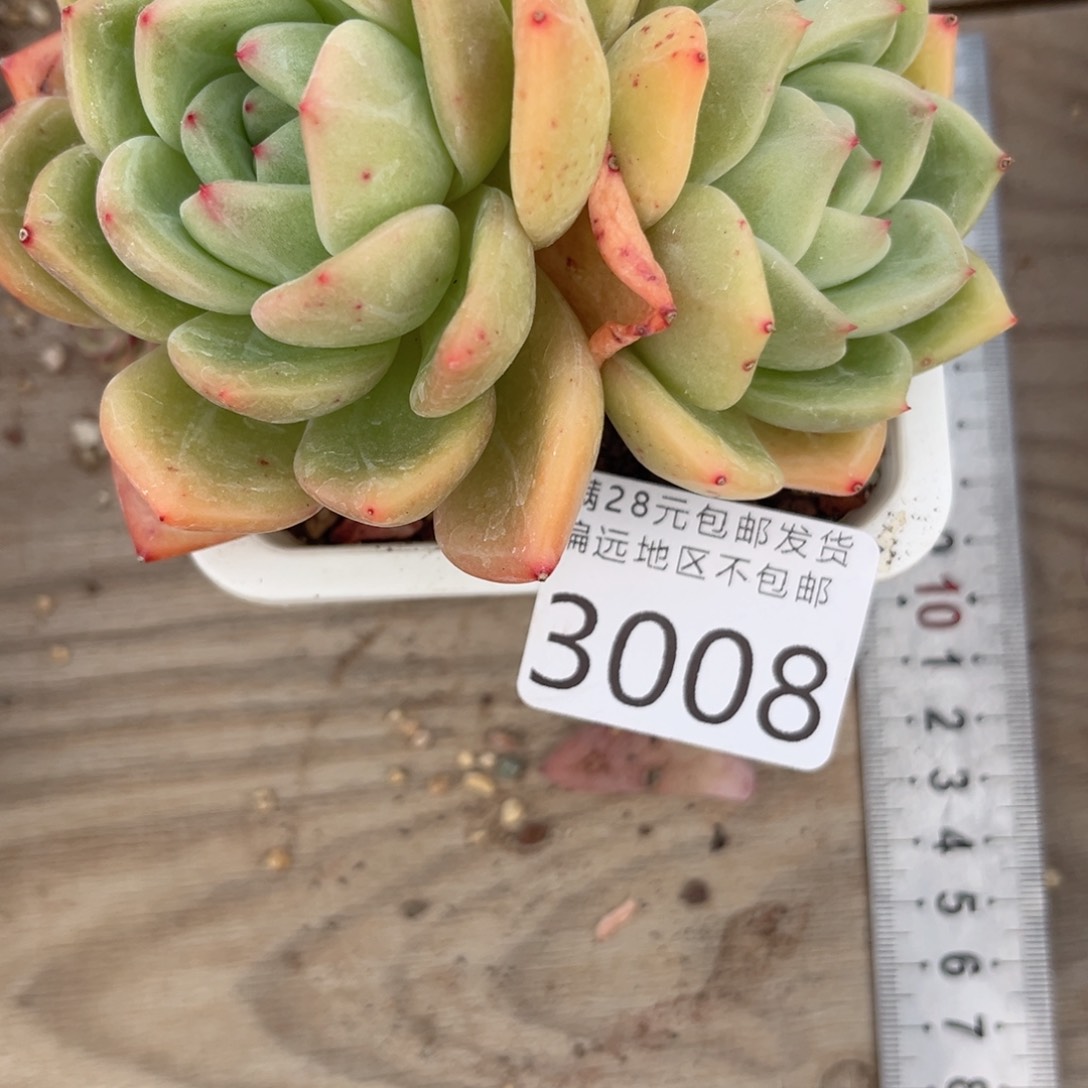 大3008；v x g ch vv b