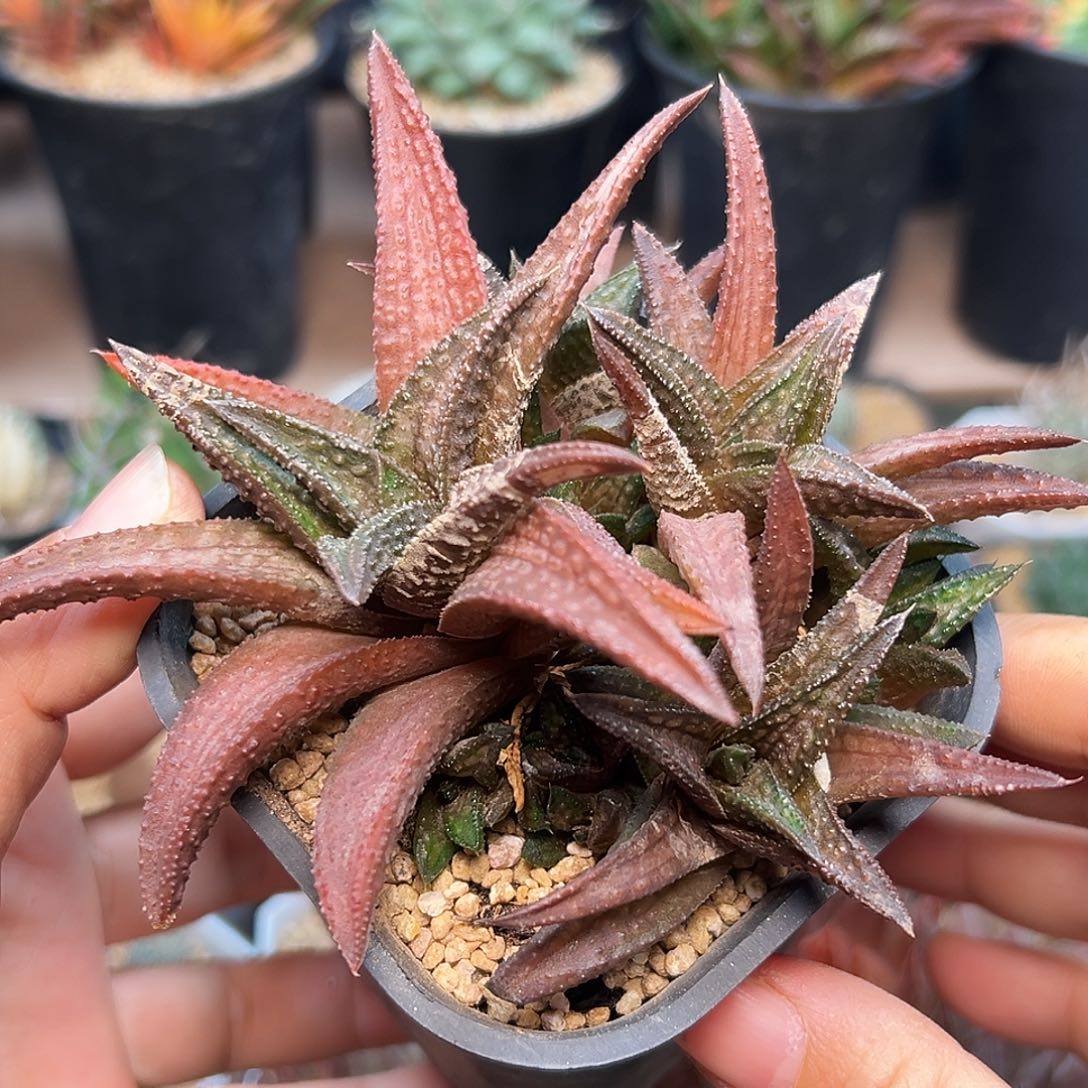 鬼瓦硬叶十二群   