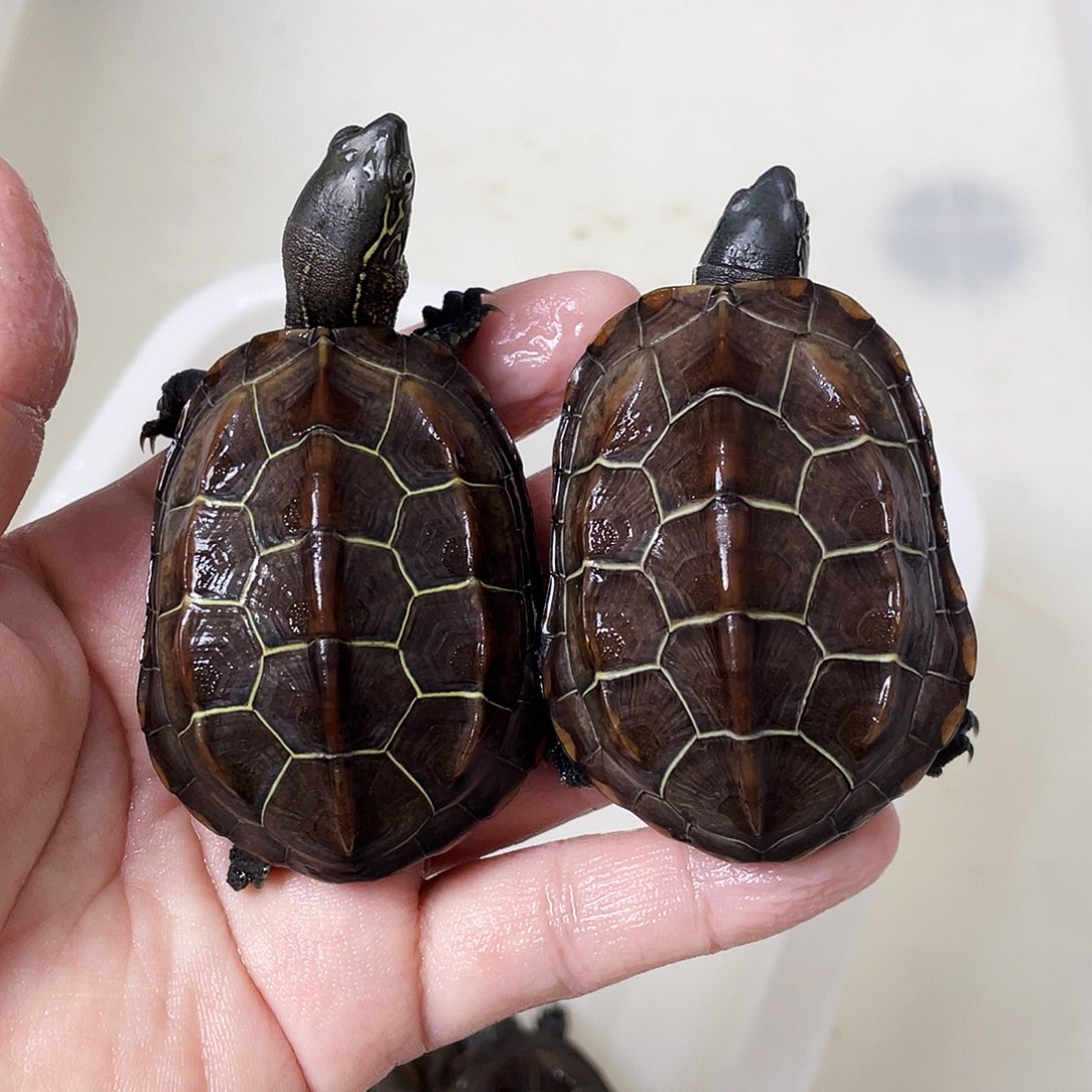 中华草龟公苏北金线草龟外塘龟