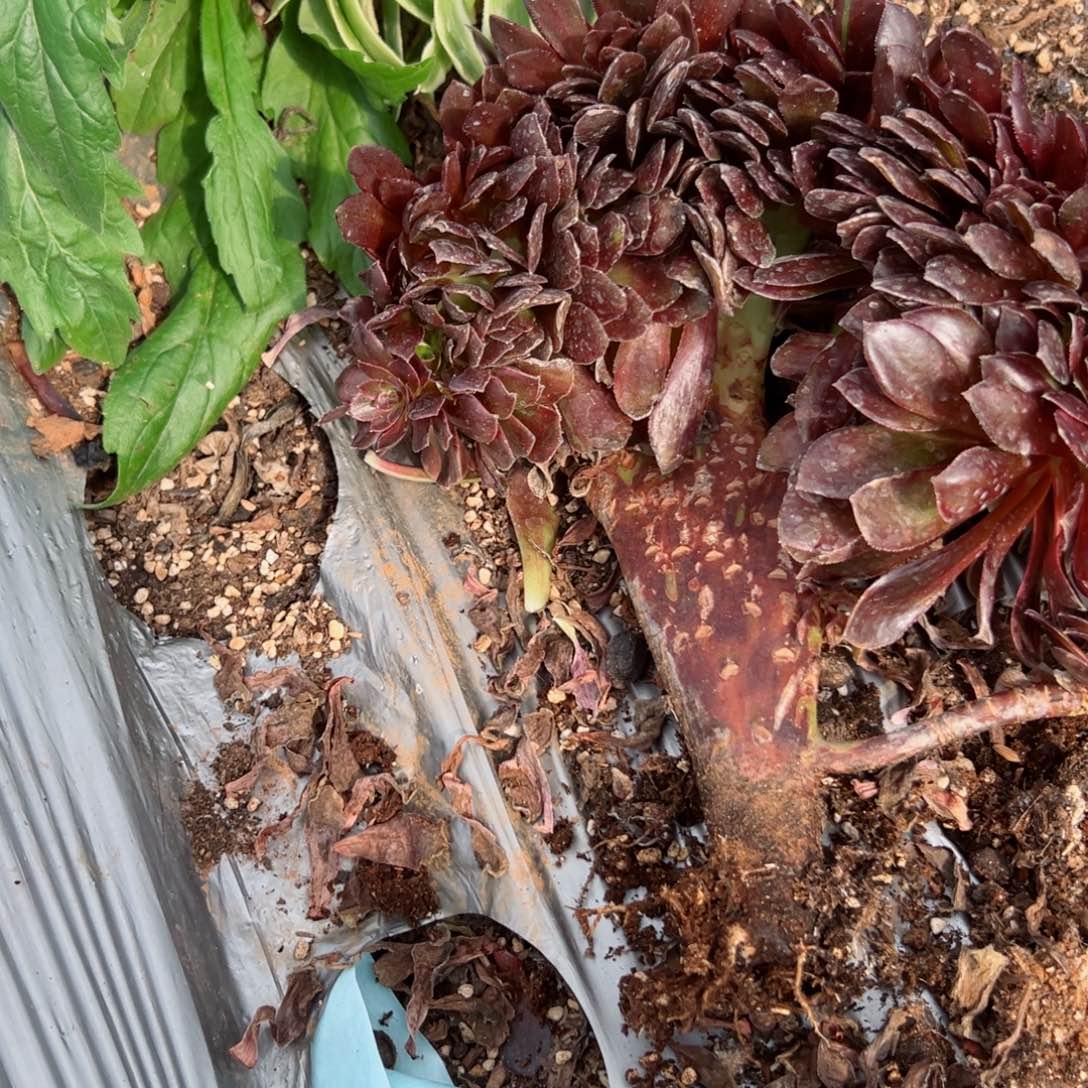 我7165 号多肉法师新年特价