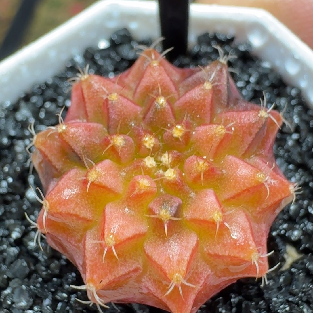 米哈实生自然锦泰国进口轮回冰球 214