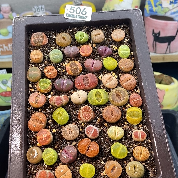 大舅生石花肉锥多肉506