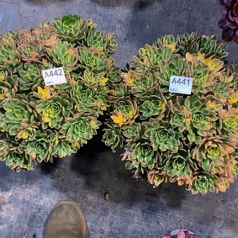 甜茶442441寄养一个月