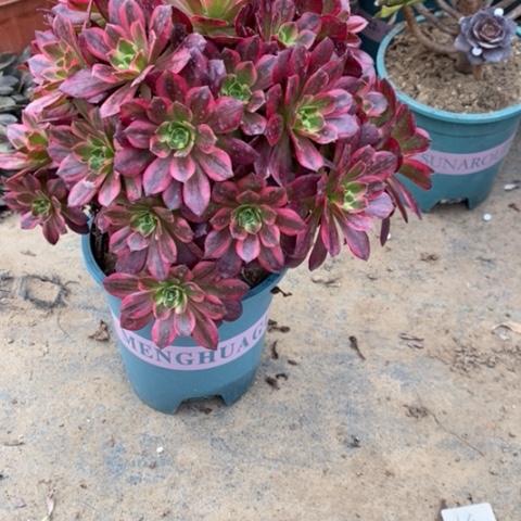 安娜1多肉一物一拍