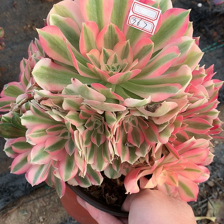 967粉女巫多肉植物