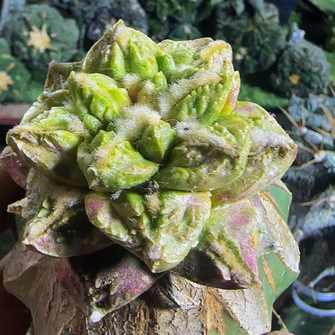 割尤龟甲锦888仙人球