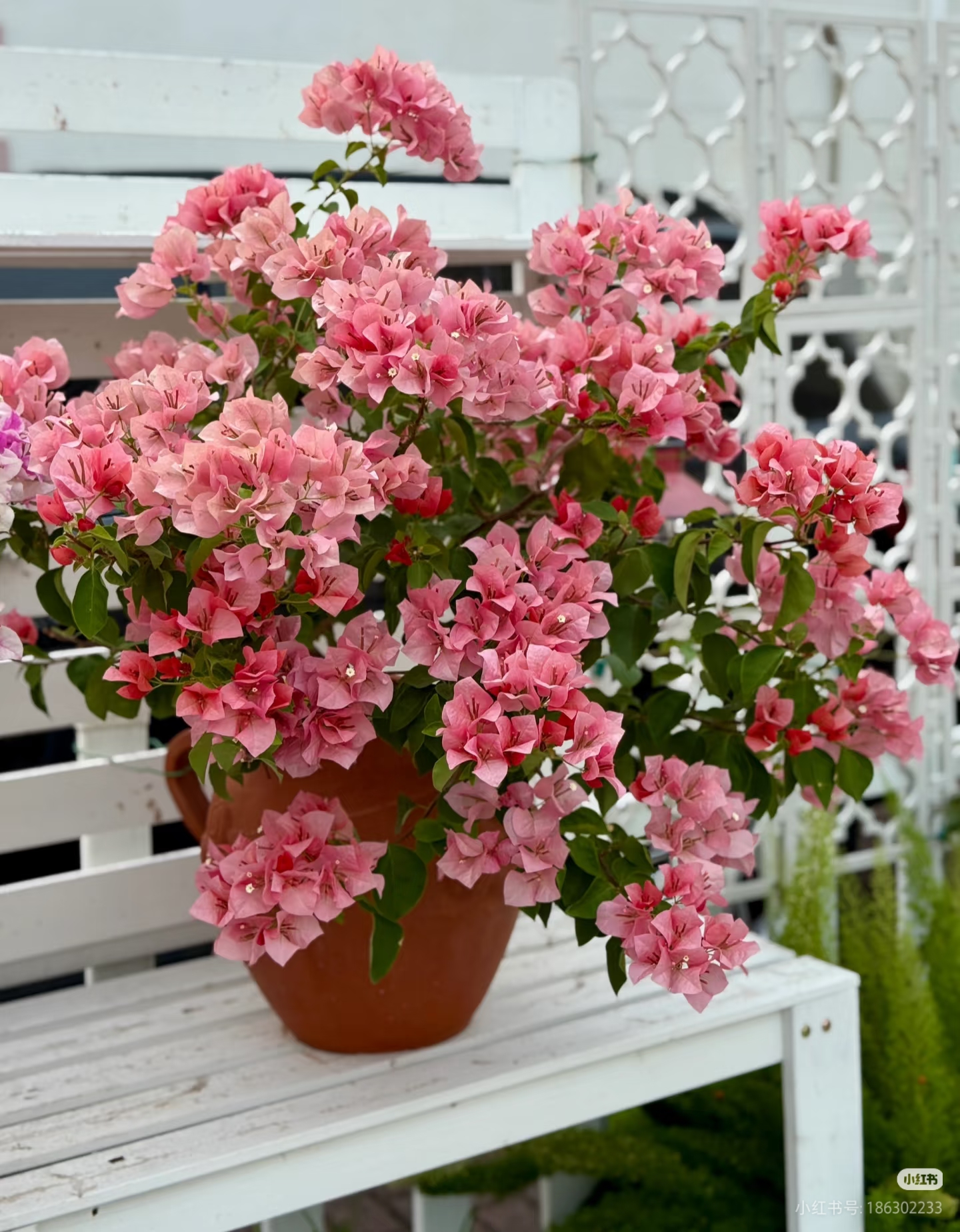 【不甜西瓜】杯苗三角梅四季超勤花原盆带花阳台庭院种植易养