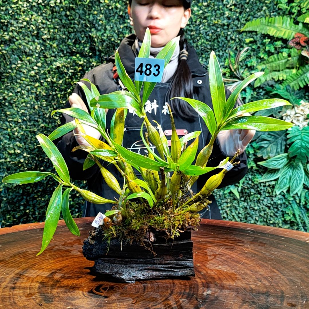 【闪购商品】483长苏，虎牙花卉