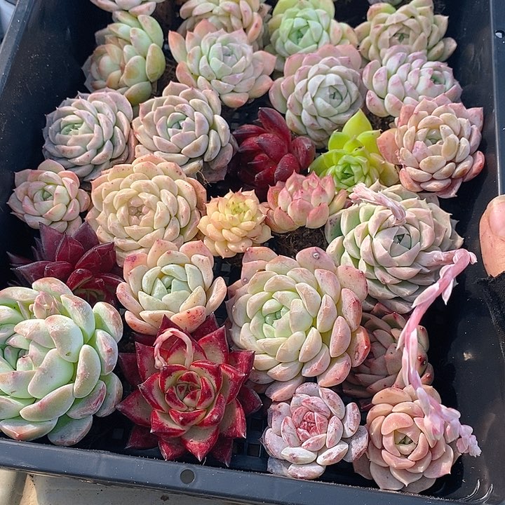192 多肉植物盆栽花卉植物