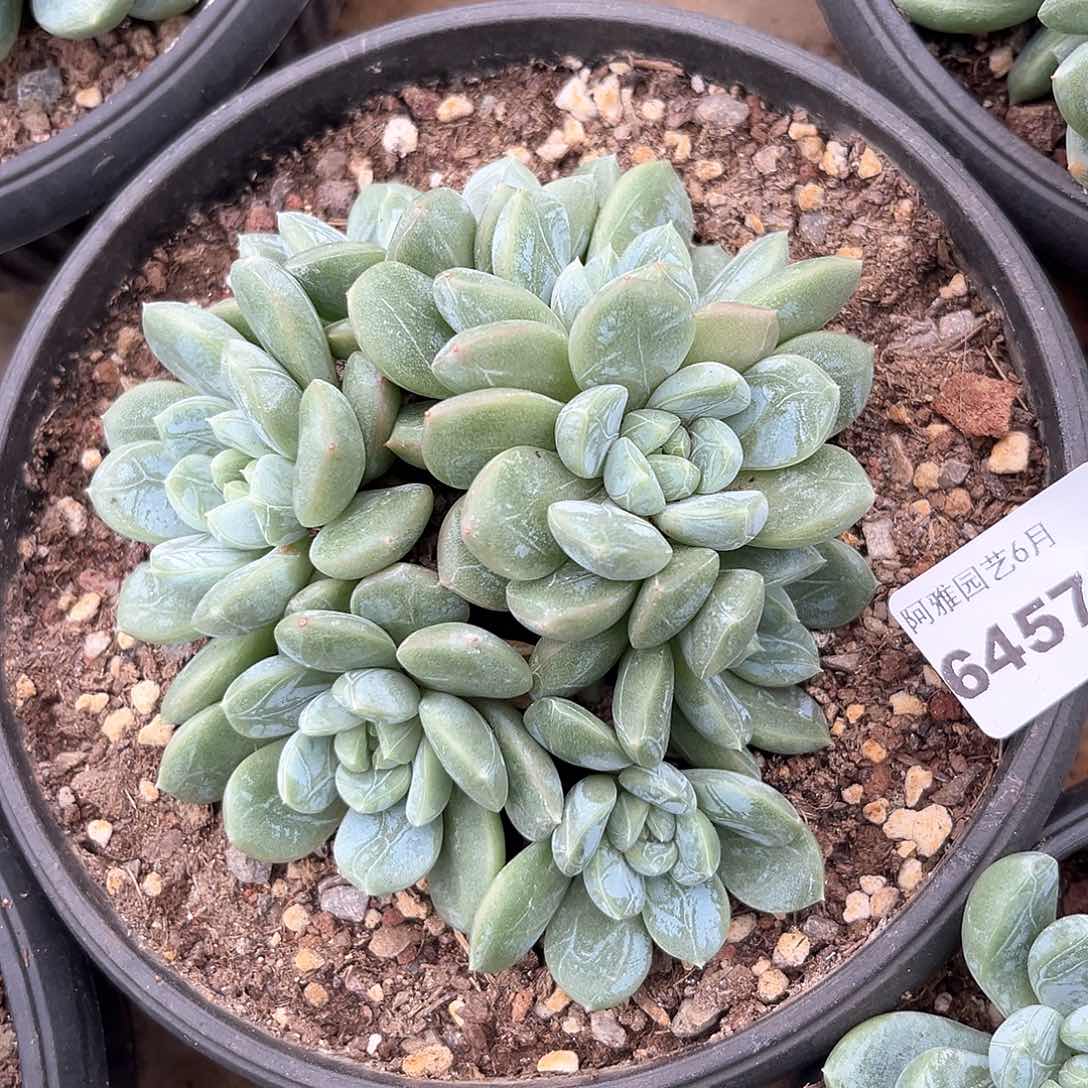 阿雅园艺。       6457百达翡翠