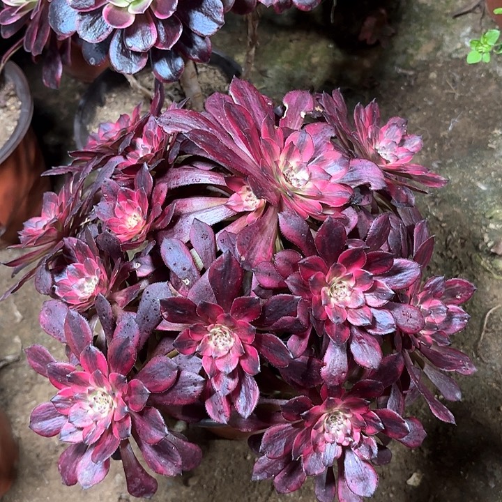 多肉植物法师烟花35