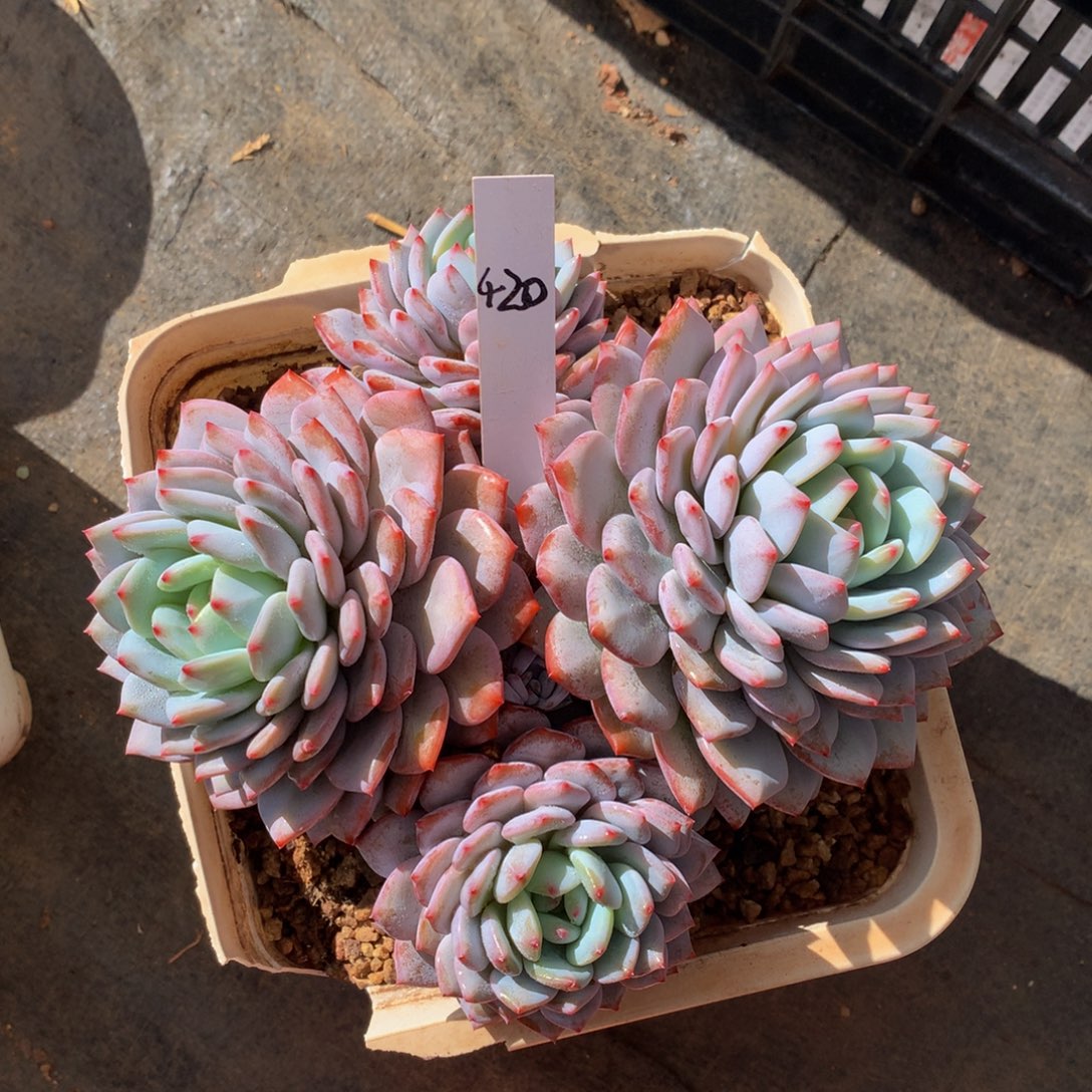 星星橙6262626277373