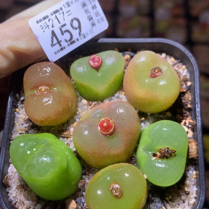 精品生石花217.459