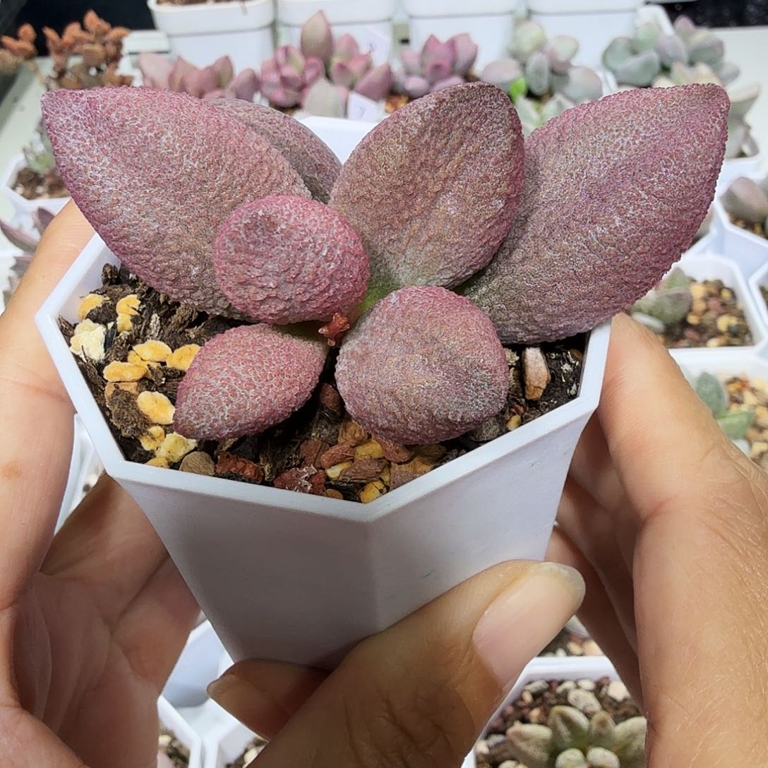 服部水泡多肉植物