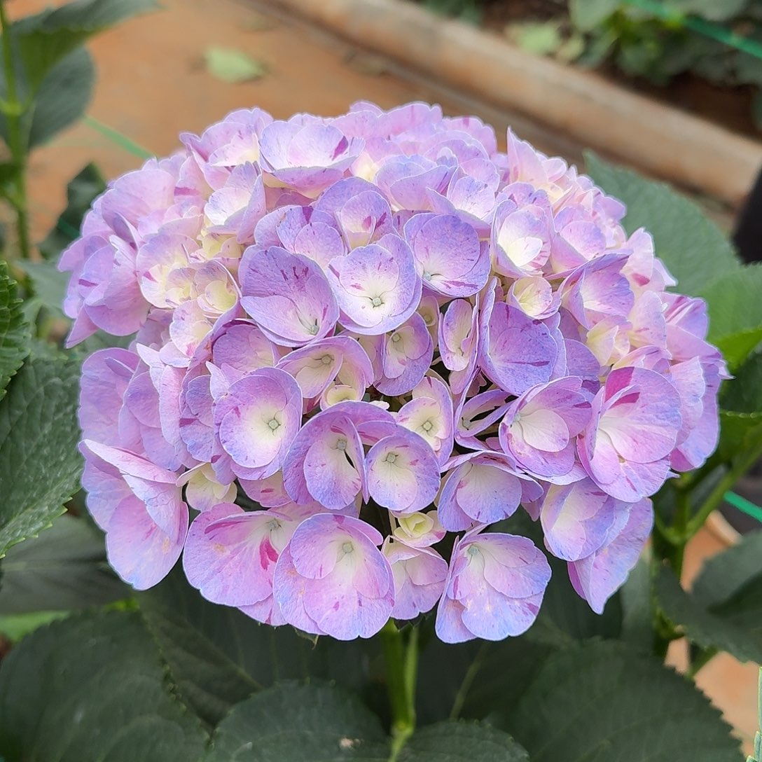 186 号！3支起顺丰空运包邮