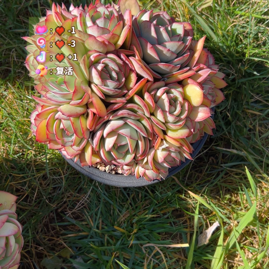 小***漆牡丹亭多肉一物一拍