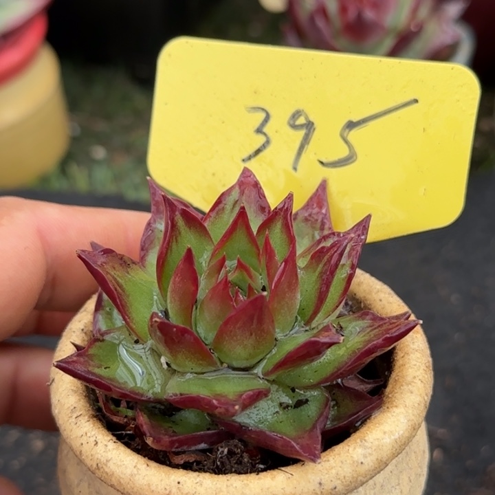 惊鸿一物一拍包装收缩395