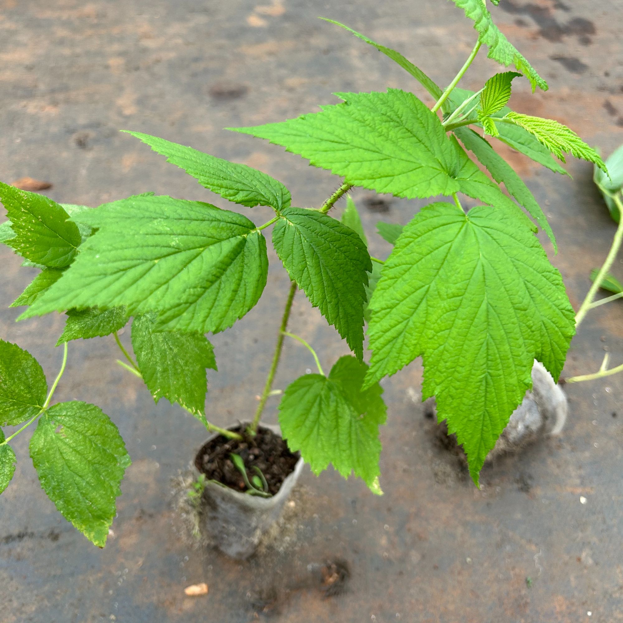 波尔卡红树莓双季红比秋福高产树梅果苗果树苗明年结果苗树莓树苗
