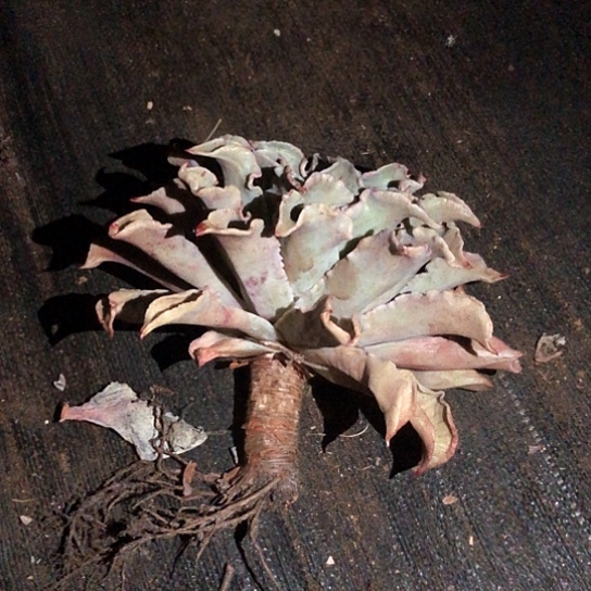 饺子皮多肉植物的