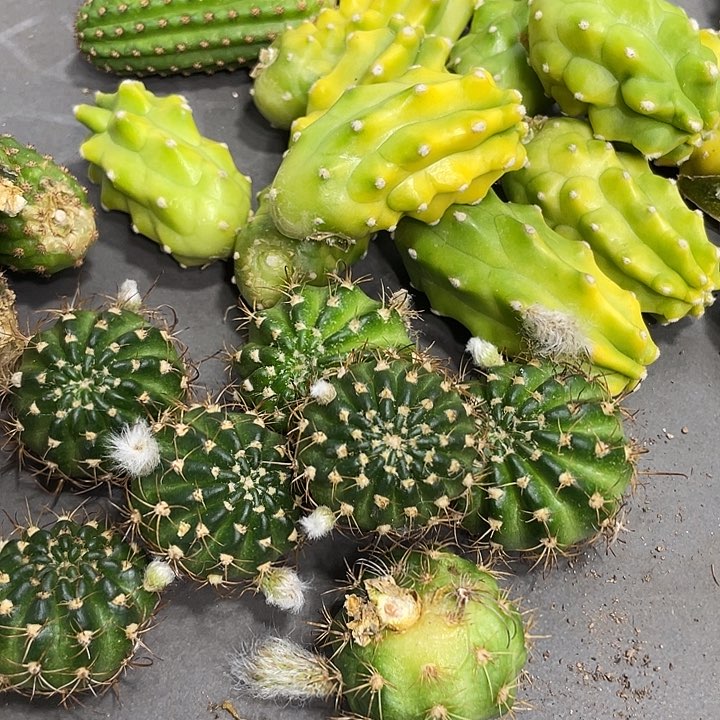 新品进口丽花Ｌ19侧芽一个