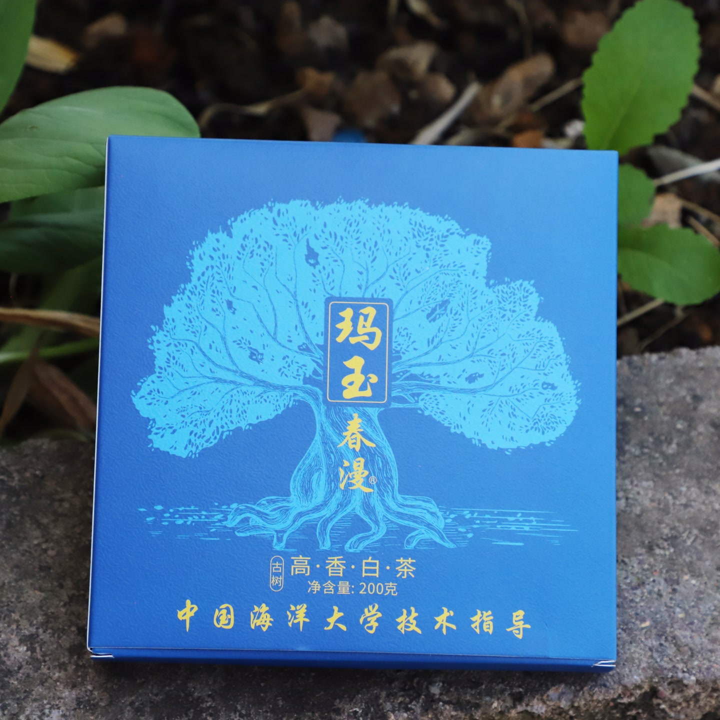 助农专场-玛玉春漫 白茶