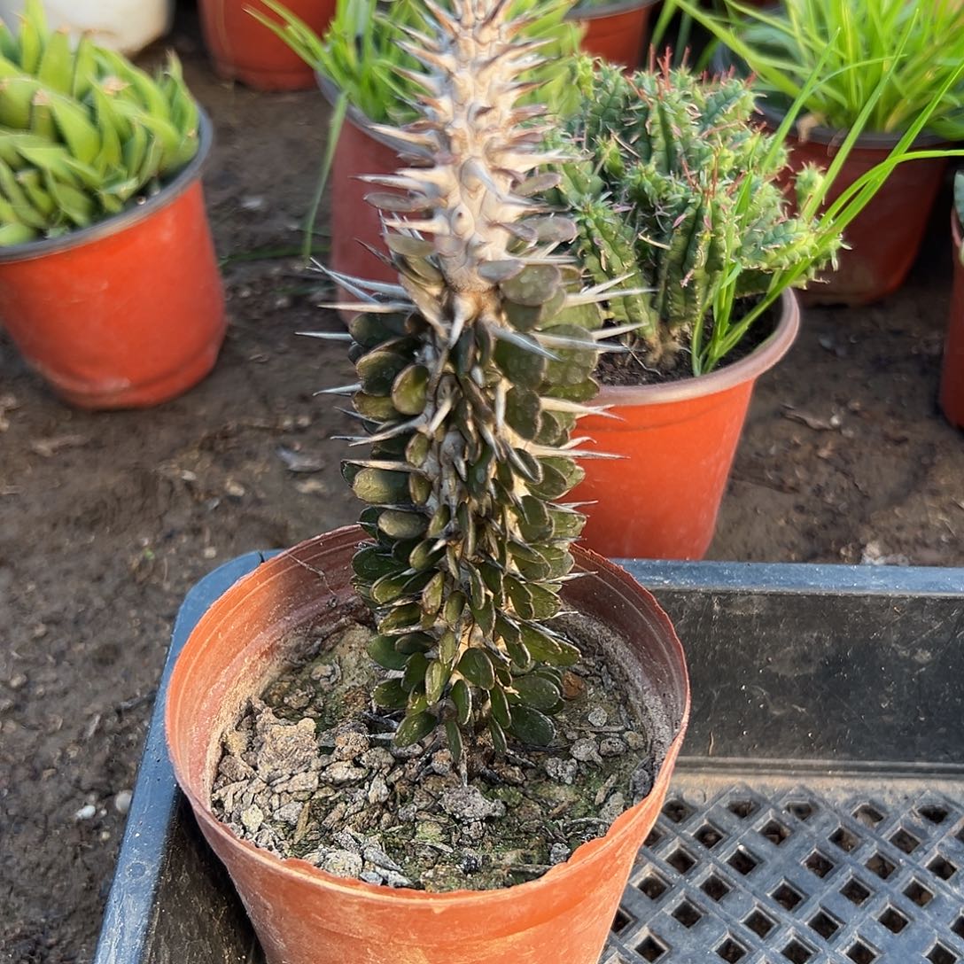 多肉植物地狱魔针