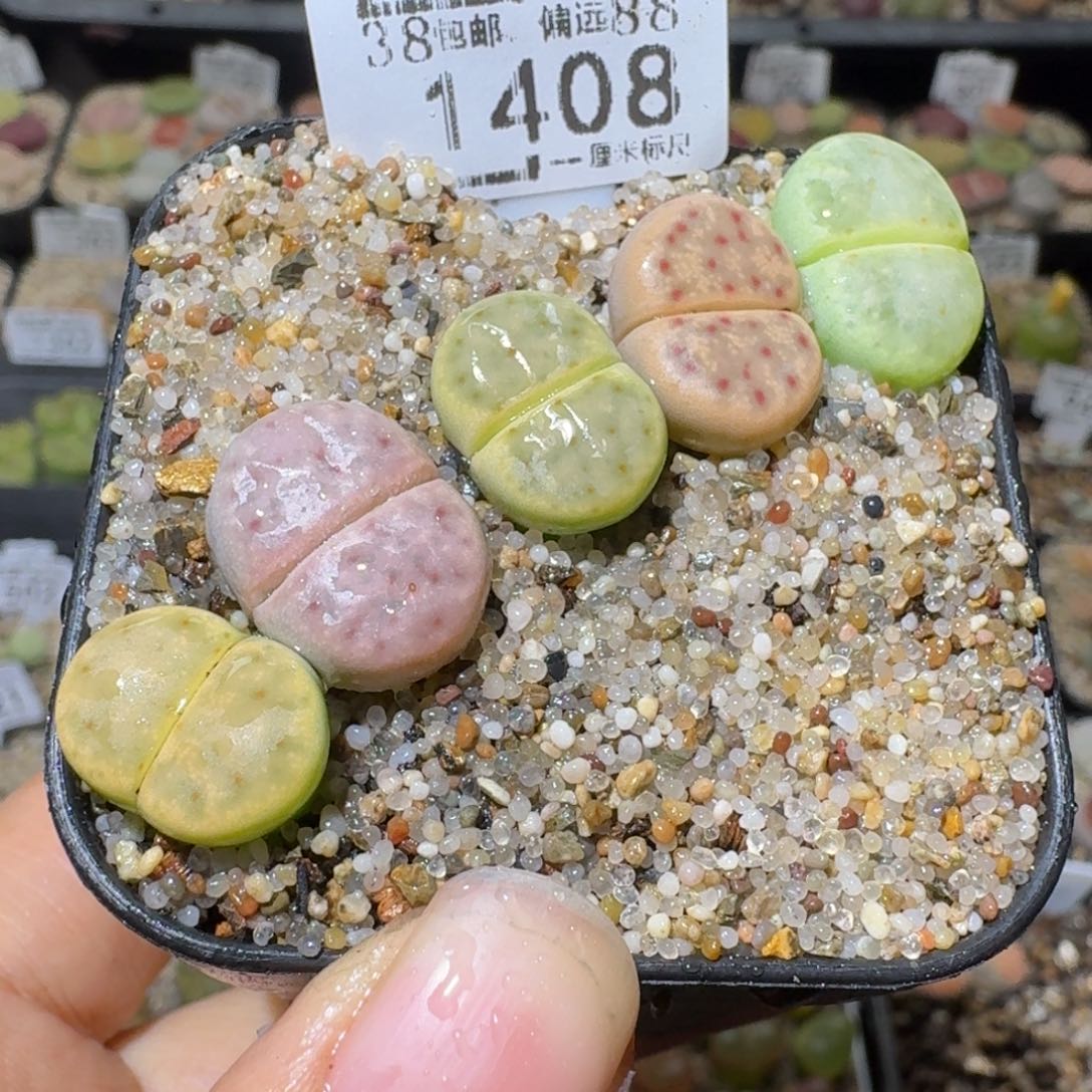 Sss清清清货了1408