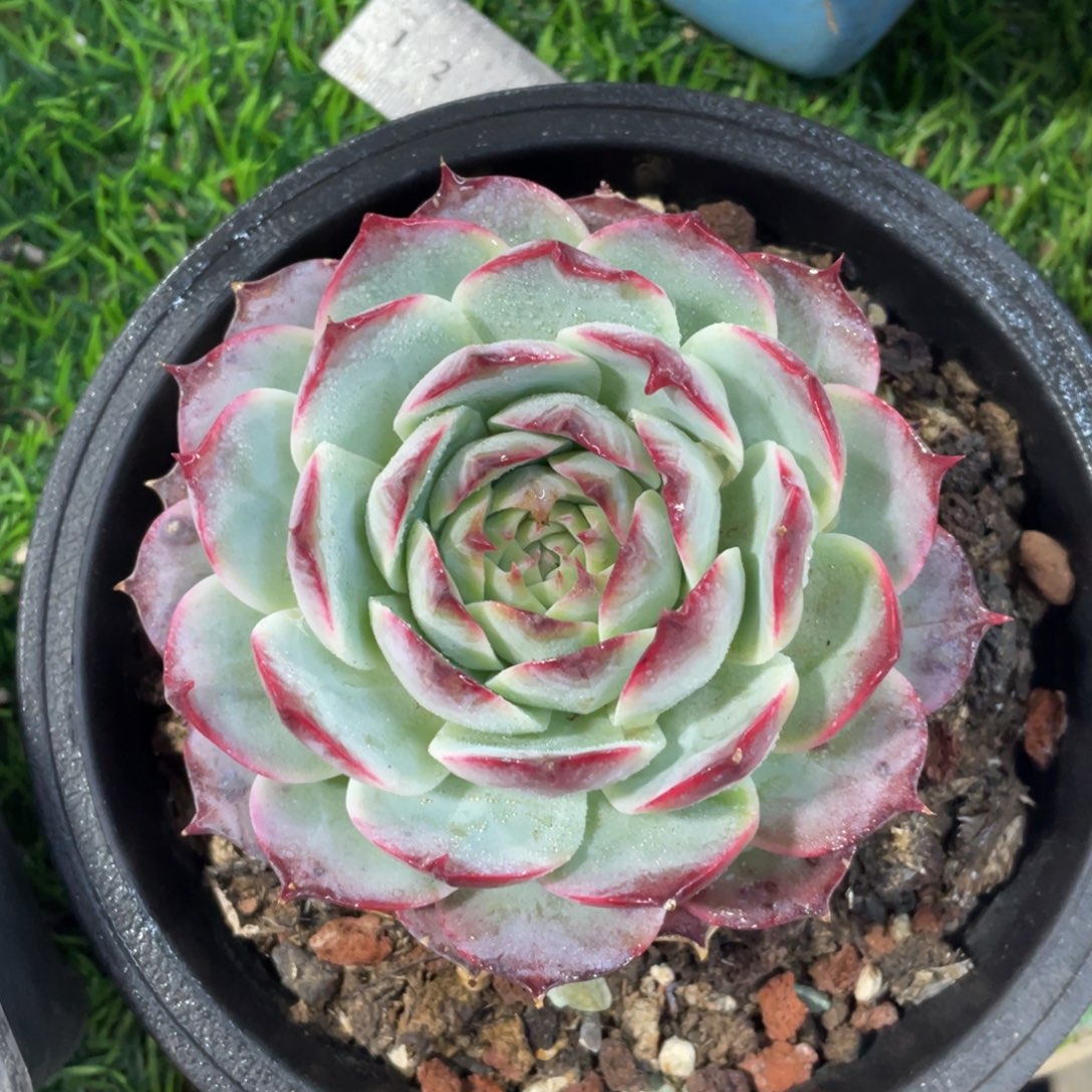 杂交冠幅10 公分一物一拍