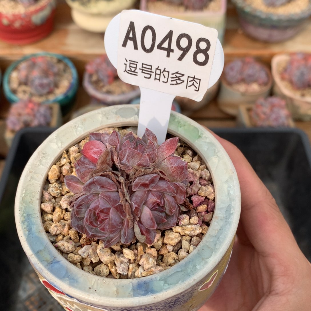 A0498 冰珀群 迷你号 有砍 5cm
