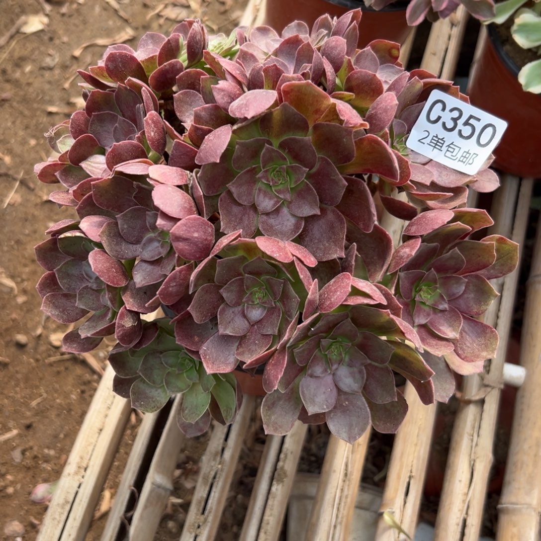 350多肉  赤焰连不包断头