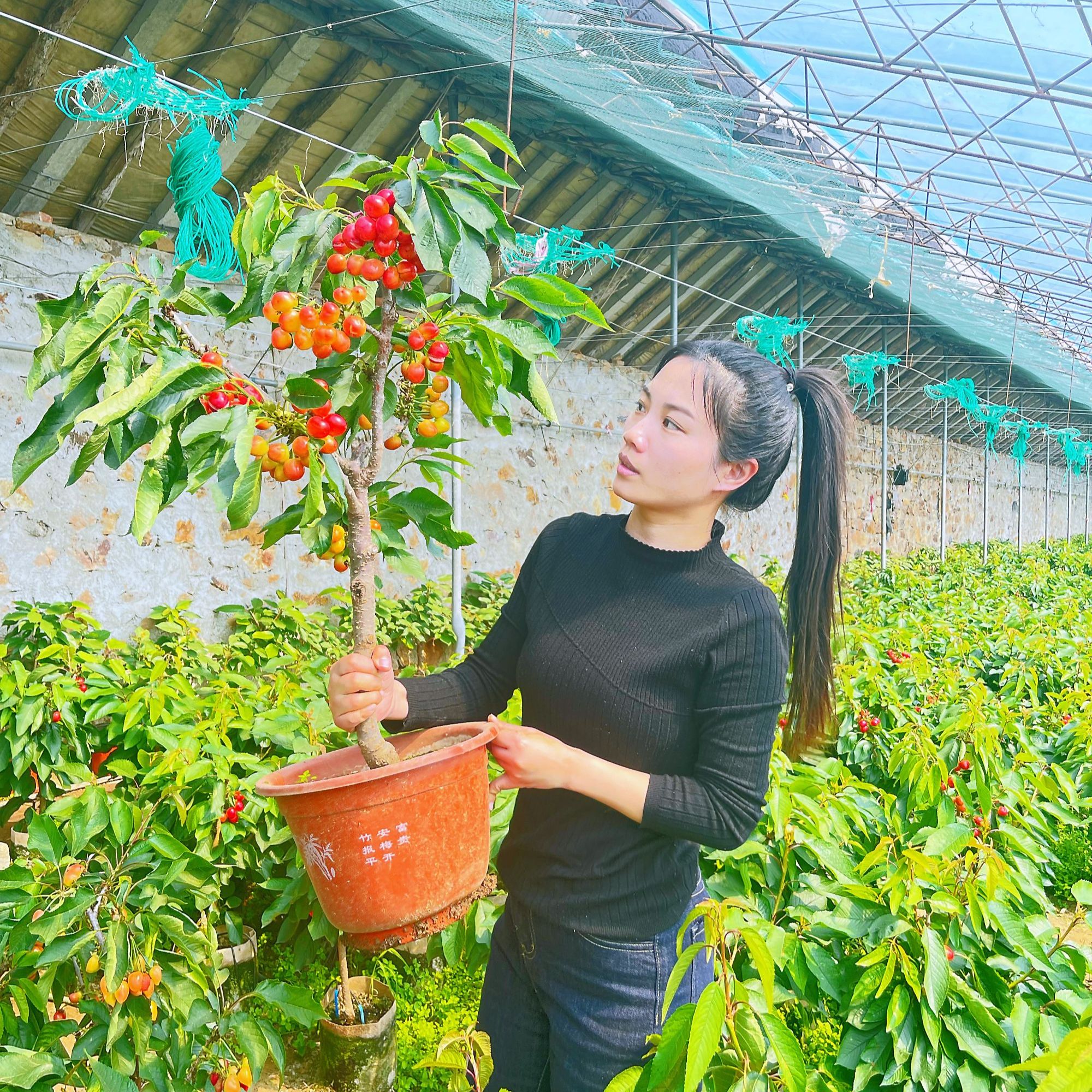 D黑珍珠樱花园植物盆栽