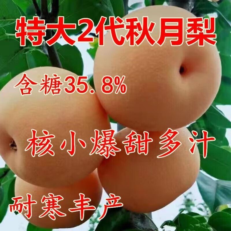 秋月梨抗寒耐冻品种南北方种植