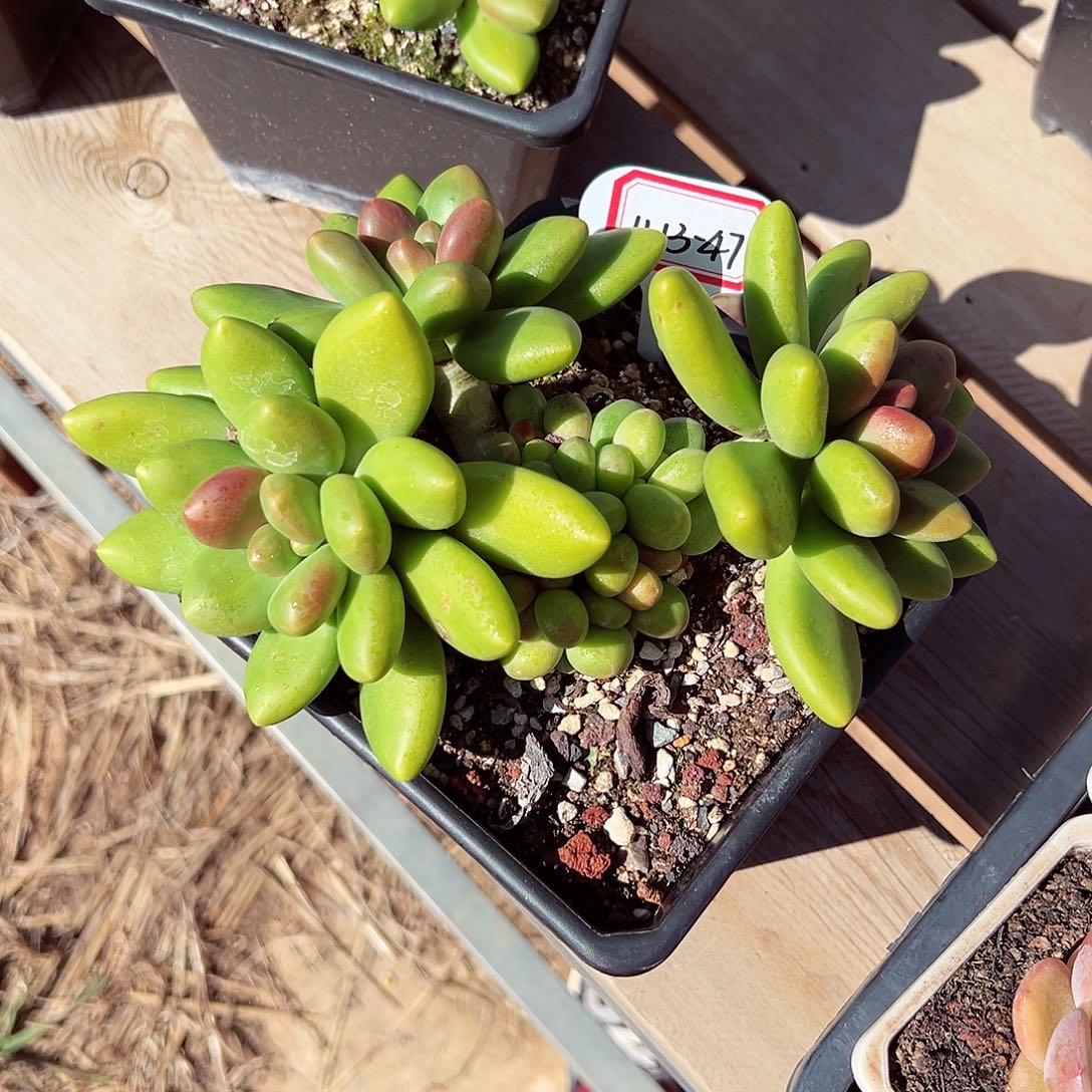 迷***肉1113-47精控芒果奶