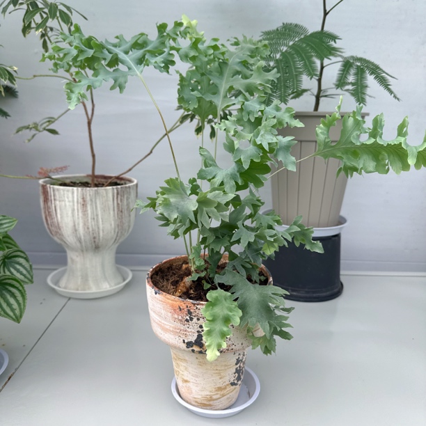 达瓦娜蓝星水龙骨嶡喜湿ins风浴室卫生间客厅明亮光养护绿植板植