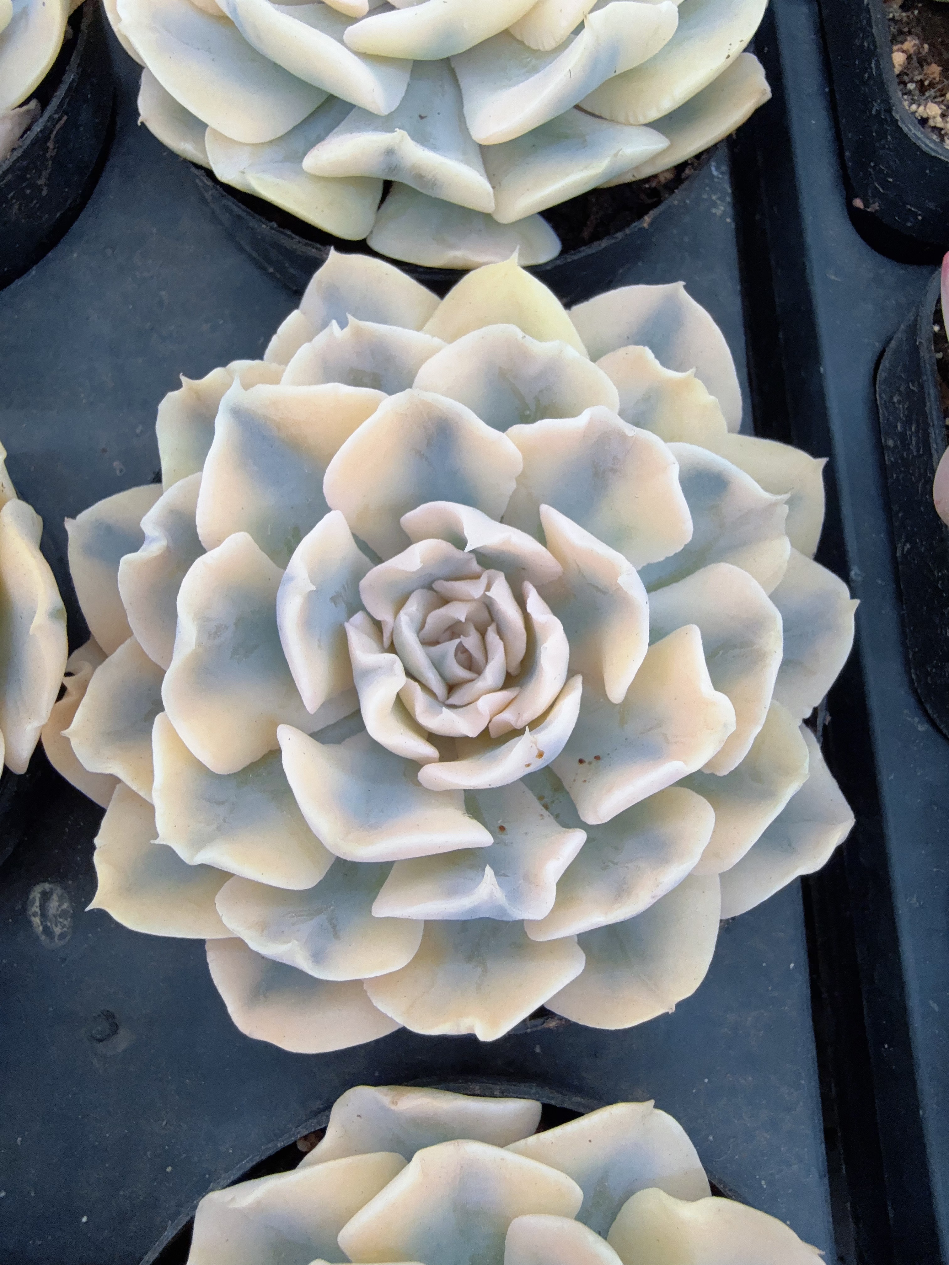 80#利比利亚锦（6-9cm）脱土