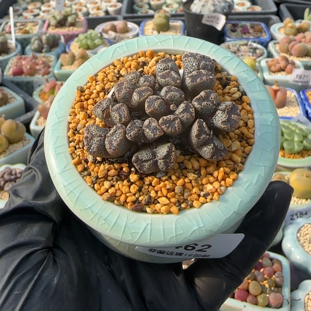 2462--一物一拍 带盆