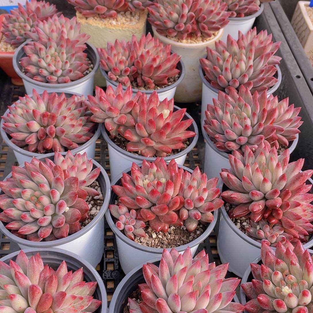 量拍38号 如烟美人大双头一个