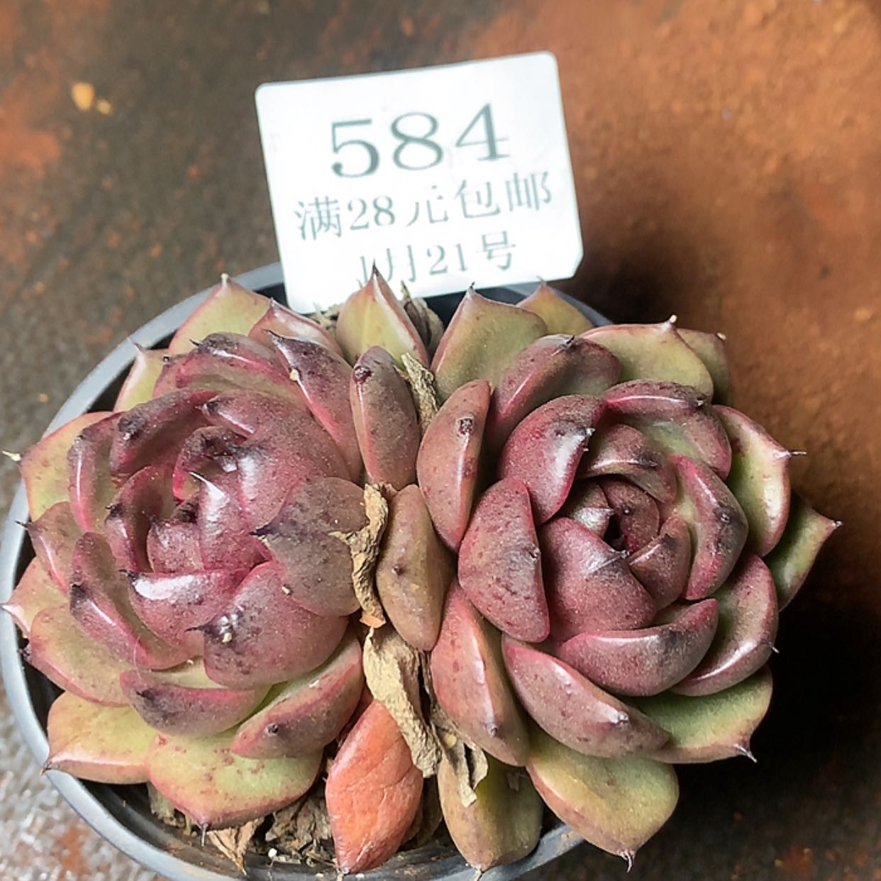 【闪购商品】云584