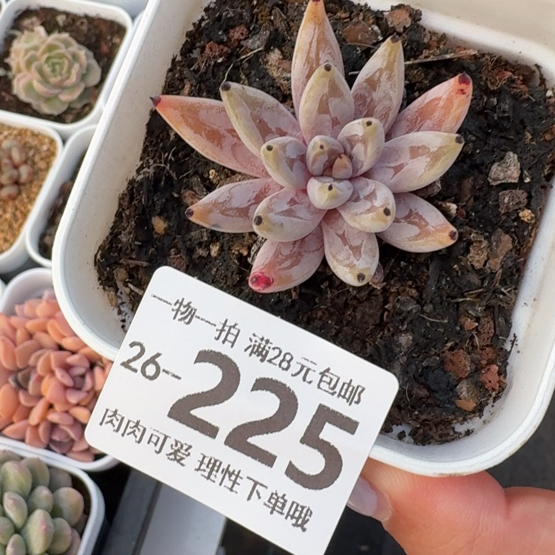 魔爪无盆土发货无