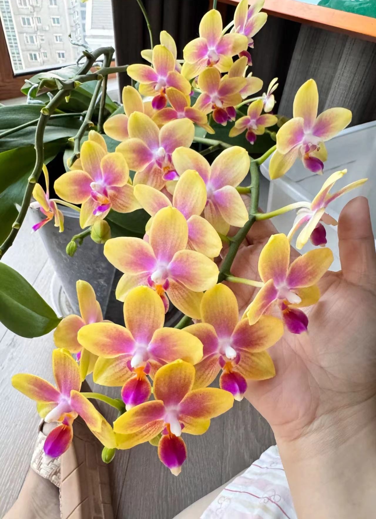 贵族品种 浓香型香水3个花剑【金树二代】蝴蝶兰蜡质花期7个月以上
