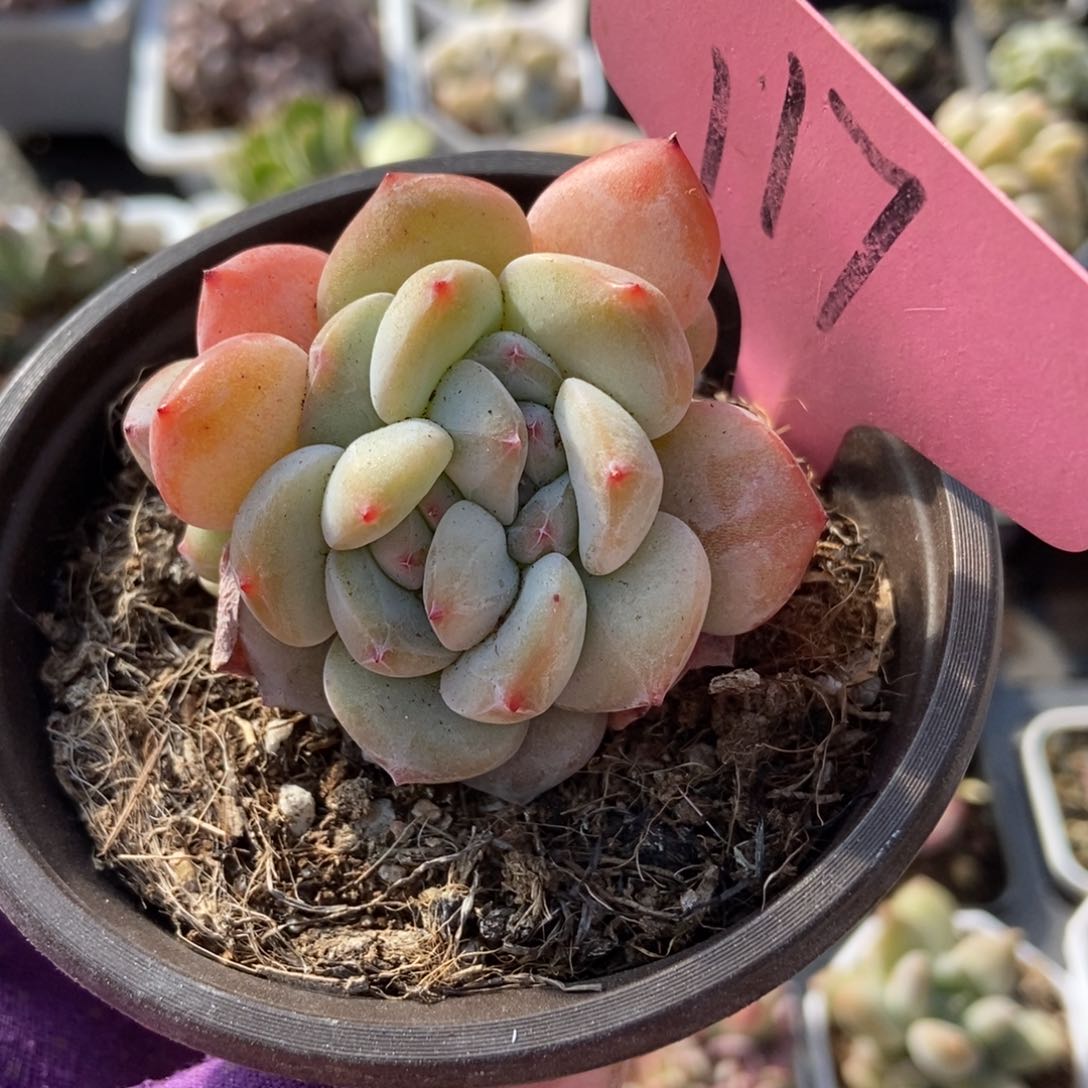 117五头石榴籽duopoly was