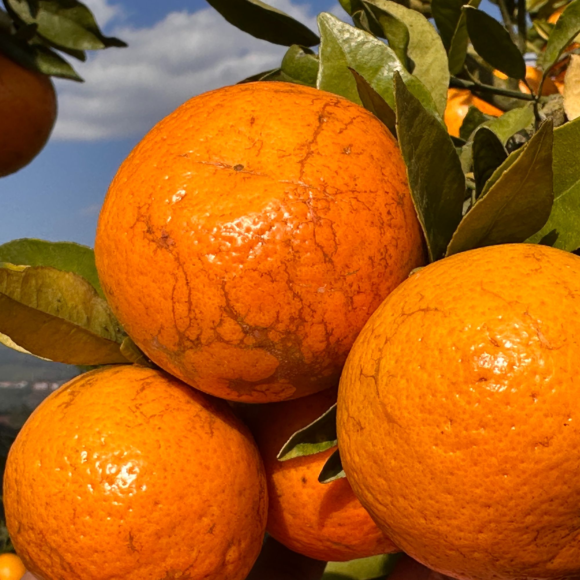 云南边境高山老树乌柑宝宝果新鲜现摘试吃装