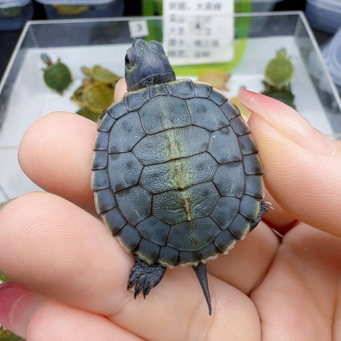 不分公母宠物龟22