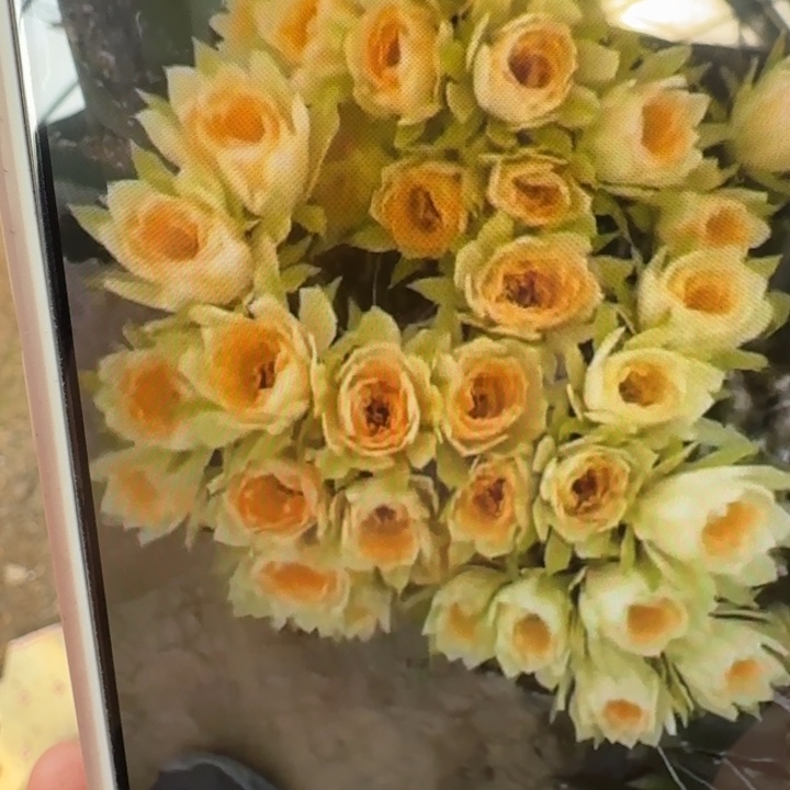 254丽花奶油玫瑰歪3公分左右无根侧牙